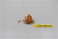 藏品(帶刺併額蟹)的圖片